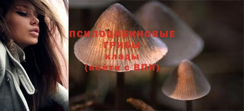 где найти наркотики  Полысаево  Псилоцибиновые грибы MAGIC MUSHROOMS 